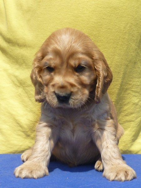 22. Glen pod Ořechem-tm. zelená.JPG